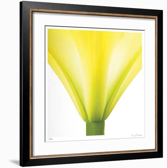 Yellow Green Lily Abstract No 338-Shams Rasheed-Framed Giclee Print