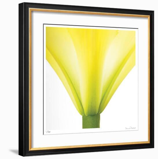 Yellow Green Lily Abstract No 338-Shams Rasheed-Framed Giclee Print