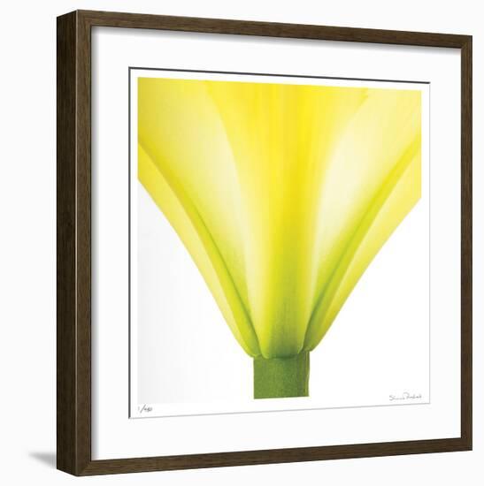 Yellow Green Lily Abstract No 338-Shams Rasheed-Framed Giclee Print
