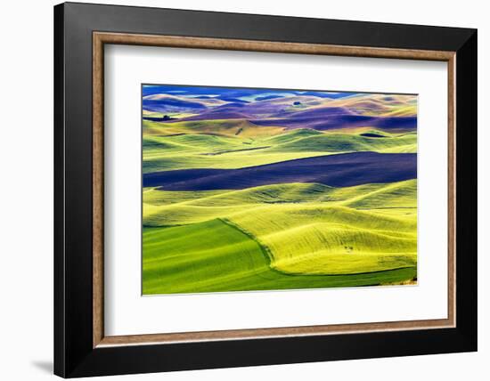 Yellow Green Wheat Fields Black Dirt Fallow Land from Steptoe Butte at Palouse, Washington State-William Perry-Framed Photographic Print