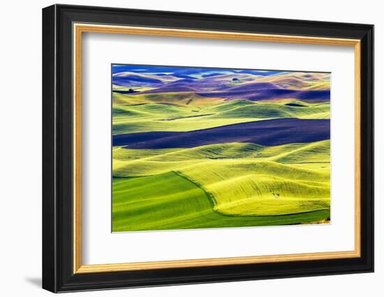 Yellow Green Wheat Fields Black Dirt Fallow Land from Steptoe Butte at Palouse, Washington State-William Perry-Framed Photographic Print