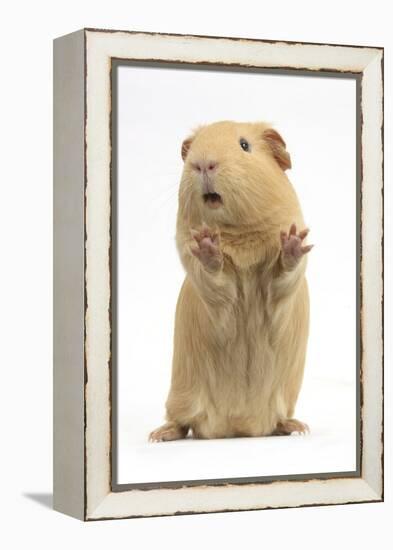 Yellow Guinea Pig Standing Up And Squeaking, Against White Background-Mark Taylor-Framed Premier Image Canvas