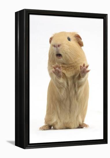 Yellow Guinea Pig Standing Up And Squeaking, Against White Background-Mark Taylor-Framed Premier Image Canvas