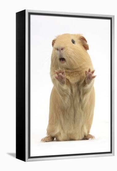 Yellow Guinea Pig Standing Up And Squeaking, Against White Background-Mark Taylor-Framed Premier Image Canvas