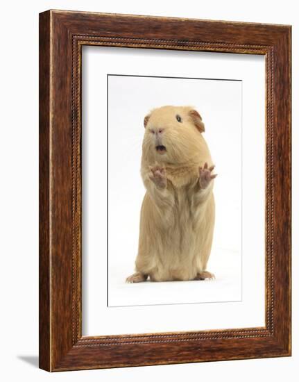 Yellow Guinea Pig Standing Up And Squeaking, Against White Background-Mark Taylor-Framed Photographic Print