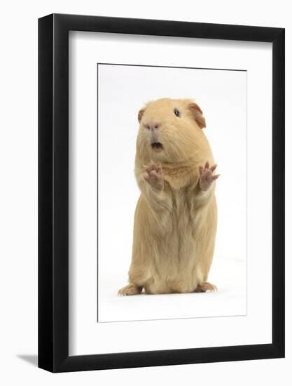 Yellow Guinea Pig Standing Up And Squeaking, Against White Background-Mark Taylor-Framed Photographic Print