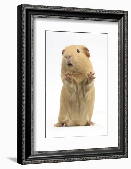 Yellow Guinea Pig Standing Up And Squeaking, Against White Background-Mark Taylor-Framed Photographic Print