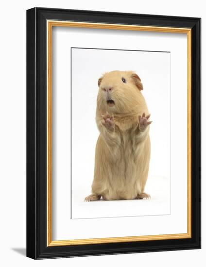 Yellow Guinea Pig Standing Up And Squeaking, Against White Background-Mark Taylor-Framed Photographic Print