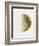 Yellow Half Moon I-Eline Isaksen-Framed Art Print