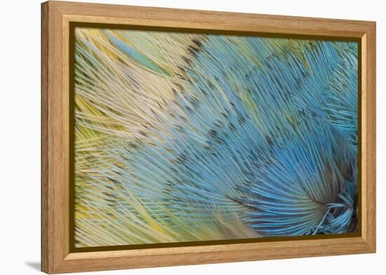 Yellow-Headed Amazon Parrot-Darrell Gulin-Framed Premier Image Canvas