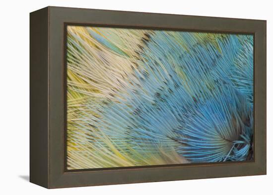 Yellow-Headed Amazon Parrot-Darrell Gulin-Framed Premier Image Canvas