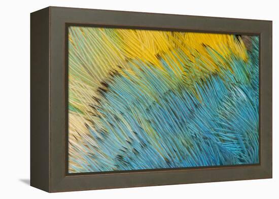 Yellow-Headed Amazon Parrot-Darrell Gulin-Framed Premier Image Canvas