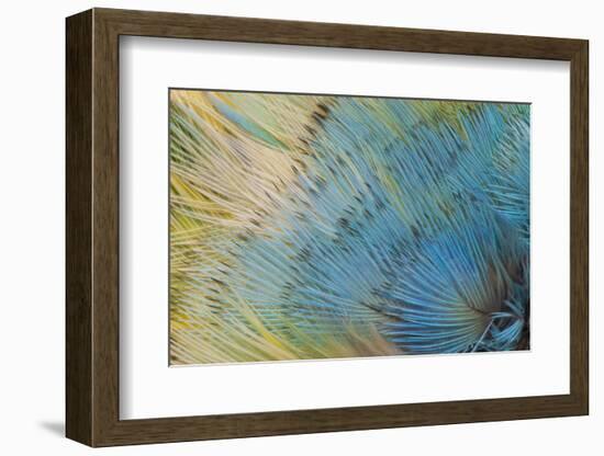 Yellow-Headed Amazon Parrot-Darrell Gulin-Framed Photographic Print