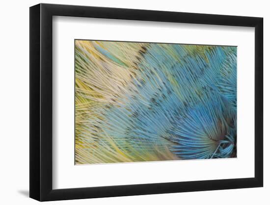 Yellow-Headed Amazon Parrot-Darrell Gulin-Framed Photographic Print