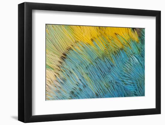 Yellow-Headed Amazon Parrot-Darrell Gulin-Framed Photographic Print