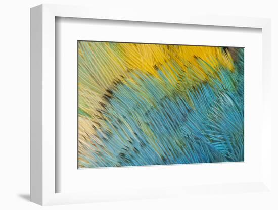 Yellow-Headed Amazon Parrot-Darrell Gulin-Framed Photographic Print