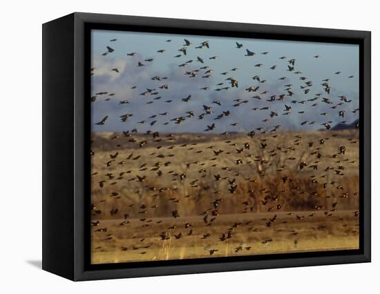 Yellow-Headed and Red-Winged Blackbirds in Refuge, Bosque Del Apache, New Mexico, USA-Diane Johnson-Framed Premier Image Canvas