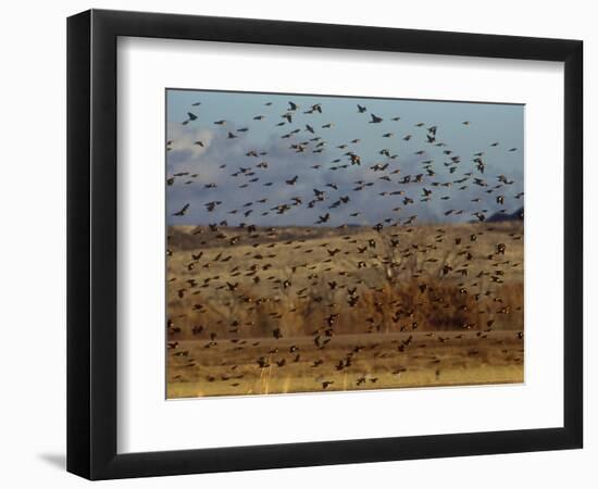 Yellow-Headed and Red-Winged Blackbirds in Refuge, Bosque Del Apache, New Mexico, USA-Diane Johnson-Framed Photographic Print