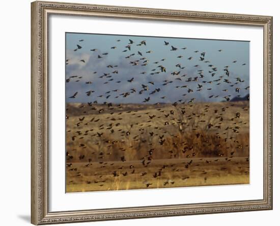 Yellow-Headed and Red-Winged Blackbirds in Refuge, Bosque Del Apache, New Mexico, USA-Diane Johnson-Framed Photographic Print