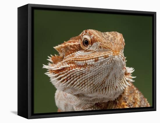 Yellow-Headed Bearded Dragon-null-Framed Premier Image Canvas