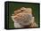 Yellow-Headed Bearded Dragon-null-Framed Premier Image Canvas