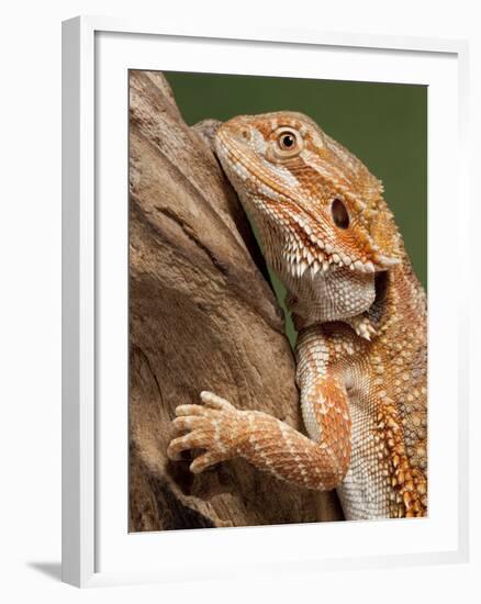 Yellow-Headed Bearded Dragon-null-Framed Photographic Print