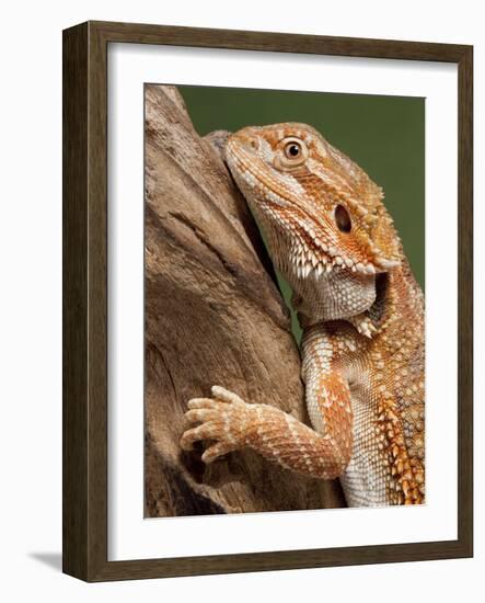 Yellow-Headed Bearded Dragon-null-Framed Photographic Print