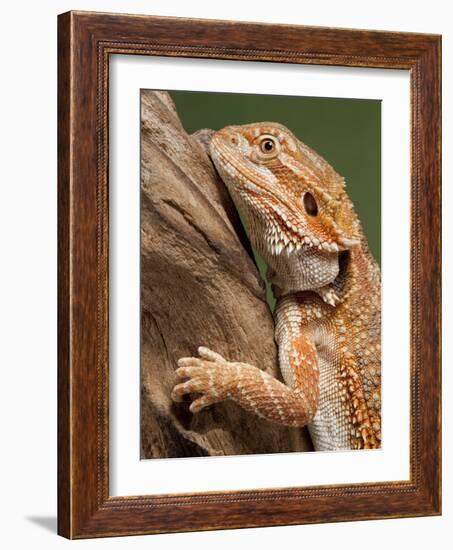 Yellow-Headed Bearded Dragon-null-Framed Photographic Print