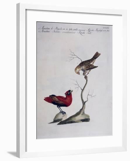 Yellow-Headed Bengal Rosefinch (Rubicilla Bengalensis Vertice Flavo) and Indian Rosefinch (Rubicill-null-Framed Giclee Print