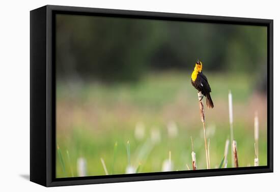 Yellow Headed Blackbird in the National Bison Range, Montana-James White-Framed Premier Image Canvas