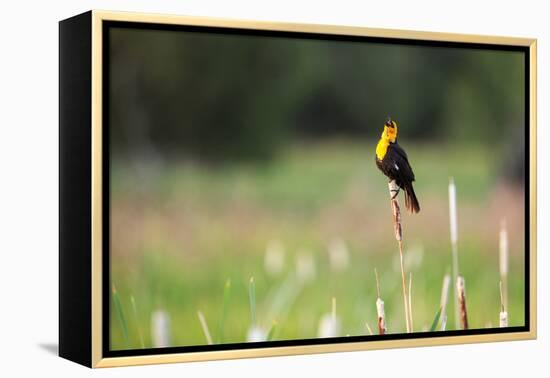 Yellow Headed Blackbird in the National Bison Range, Montana-James White-Framed Premier Image Canvas