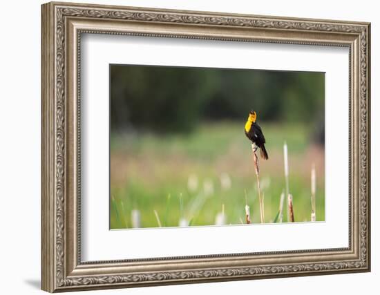 Yellow Headed Blackbird in the National Bison Range, Montana-James White-Framed Photographic Print