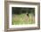 Yellow Headed Blackbird in the National Bison Range, Montana-James White-Framed Photographic Print