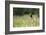 Yellow Headed Blackbird in the National Bison Range, Montana-James White-Framed Photographic Print