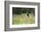 Yellow Headed Blackbird in the National Bison Range, Montana-James White-Framed Photographic Print