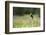 Yellow Headed Blackbird in the National Bison Range, Montana-James White-Framed Photographic Print