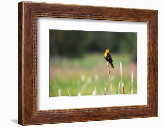 Yellow Headed Blackbird in the National Bison Range, Montana-James White-Framed Photographic Print