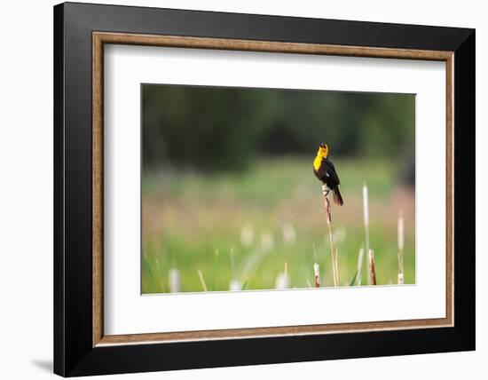 Yellow Headed Blackbird in the National Bison Range, Montana-James White-Framed Photographic Print