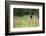 Yellow Headed Blackbird in the National Bison Range, Montana-James White-Framed Photographic Print