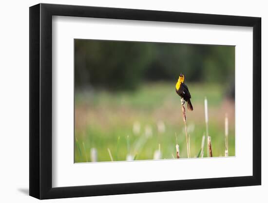 Yellow Headed Blackbird in the National Bison Range, Montana-James White-Framed Photographic Print