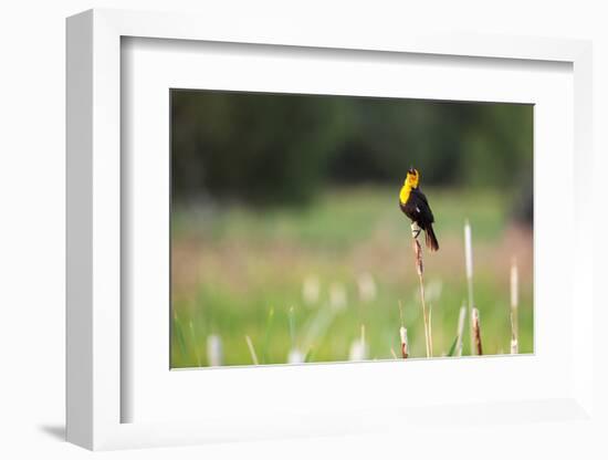 Yellow Headed Blackbird in the National Bison Range, Montana-James White-Framed Photographic Print