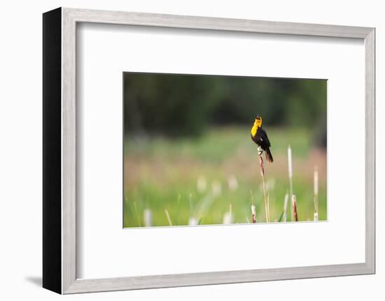 Yellow Headed Blackbird in the National Bison Range, Montana-James White-Framed Photographic Print