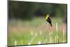 Yellow Headed Blackbird in the National Bison Range, Montana-James White-Mounted Photographic Print