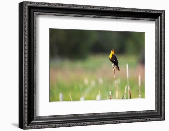 Yellow Headed Blackbird in the National Bison Range, Montana-James White-Framed Photographic Print