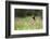 Yellow Headed Blackbird in the National Bison Range, Montana-James White-Framed Photographic Print