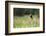 Yellow Headed Blackbird in the National Bison Range, Montana-James White-Framed Photographic Print