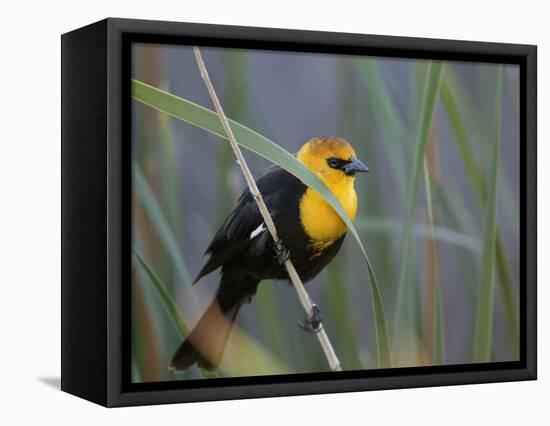 Yellow-Headed Blackbird Male Clings to Stalk Behind Reed, Salton Sea National Wildlife Refuge-Arthur Morris-Framed Premier Image Canvas