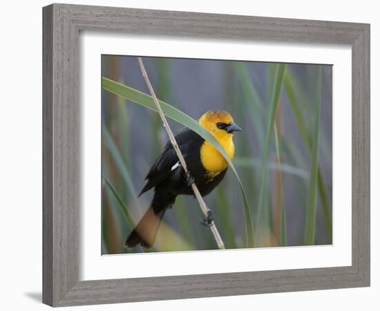 Yellow-Headed Blackbird Male Clings to Stalk Behind Reed, Salton Sea National Wildlife Refuge-Arthur Morris-Framed Photographic Print