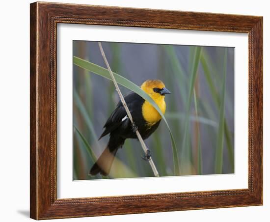 Yellow-Headed Blackbird Male Clings to Stalk Behind Reed, Salton Sea National Wildlife Refuge-Arthur Morris-Framed Photographic Print