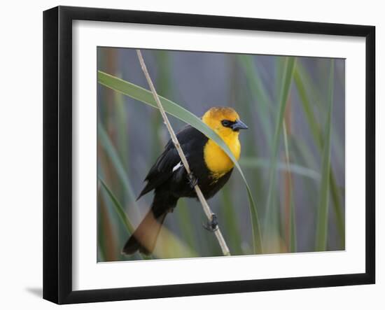 Yellow-Headed Blackbird Male Clings to Stalk Behind Reed, Salton Sea National Wildlife Refuge-Arthur Morris-Framed Photographic Print